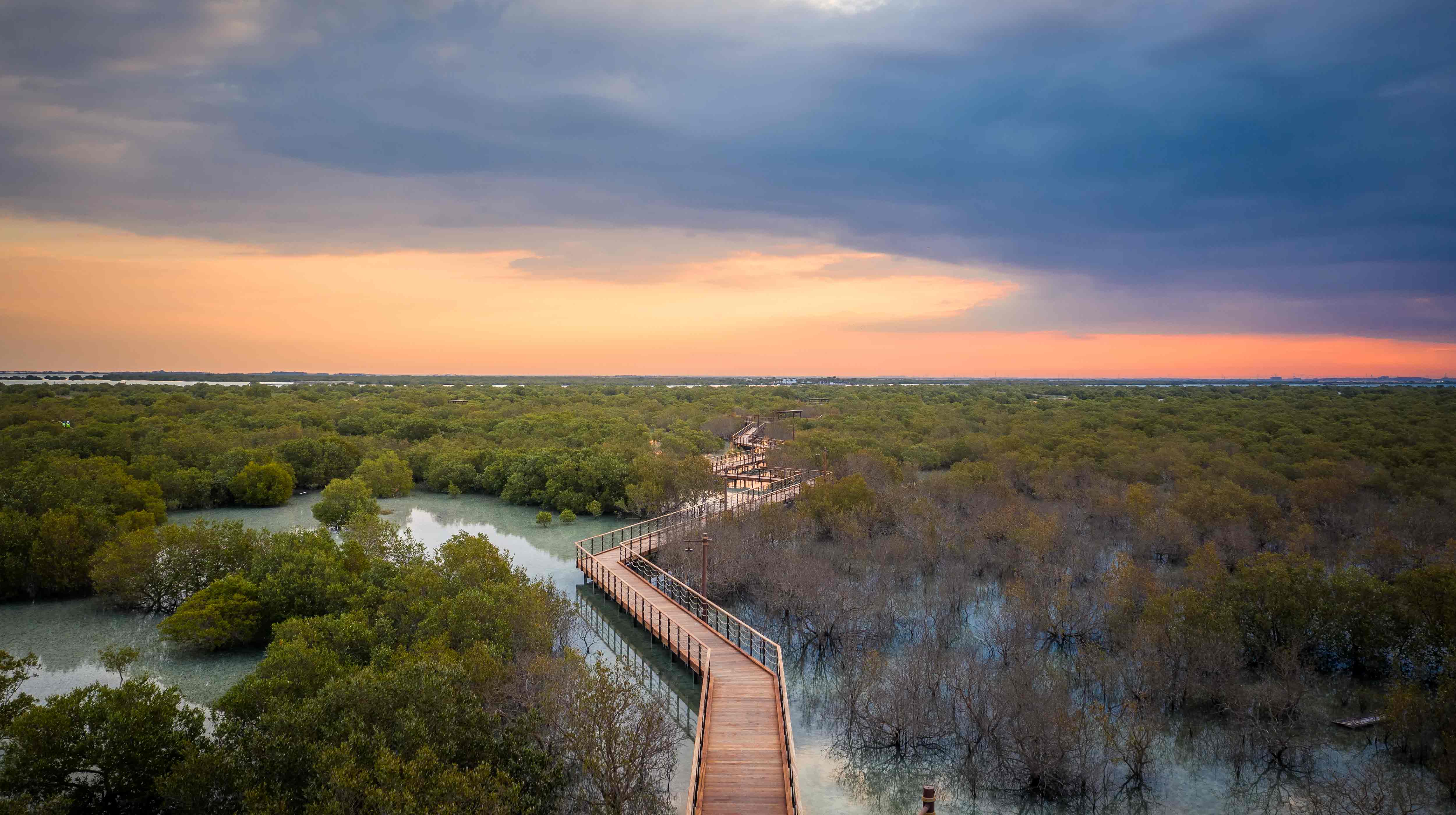 Jubail Mangrove Park boardwalk and natural mangroves